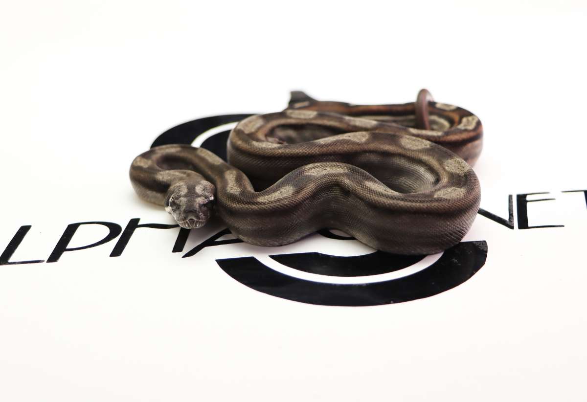  Motley 66% Het Albino 