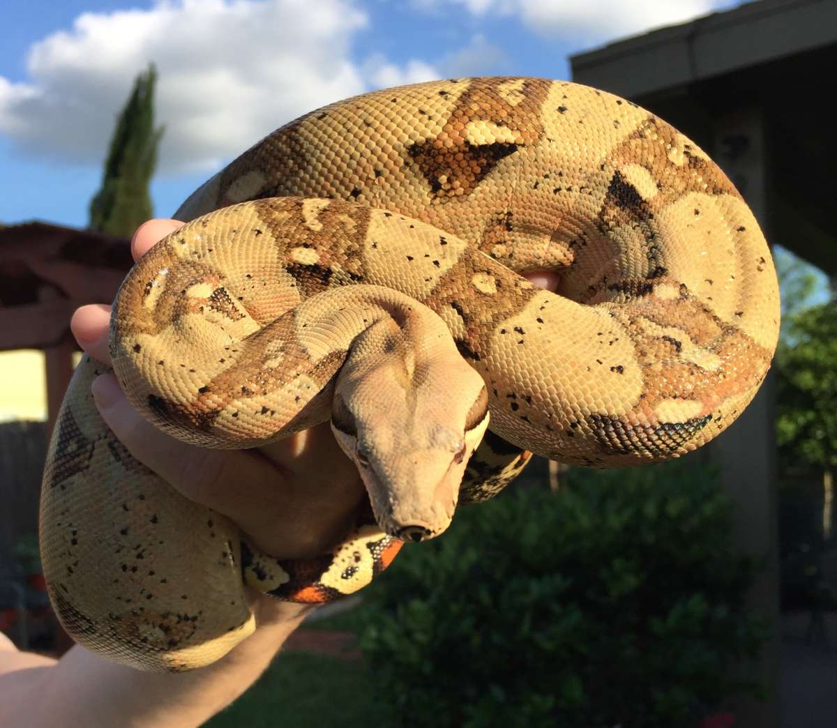 2015 Red Pastel Monster Tail Jungle Het VPI T