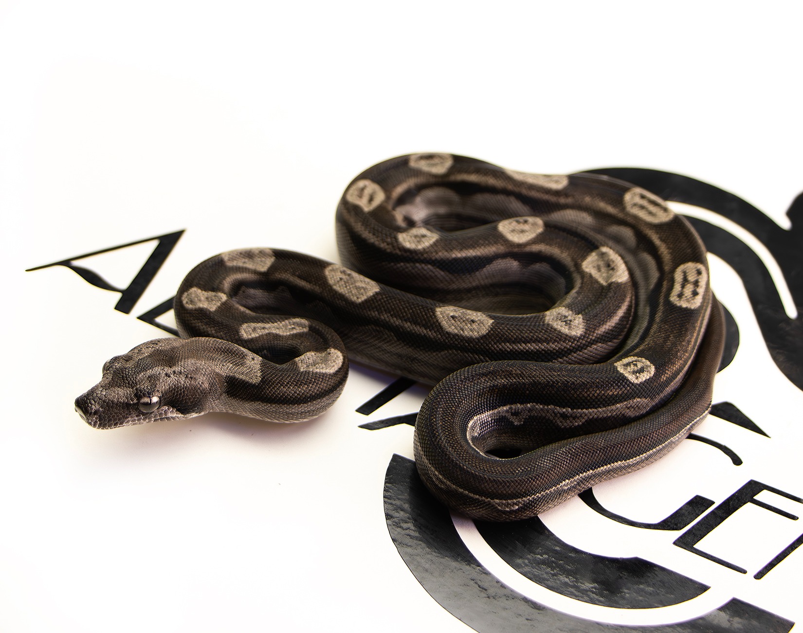 Motley 66% Het Albino 