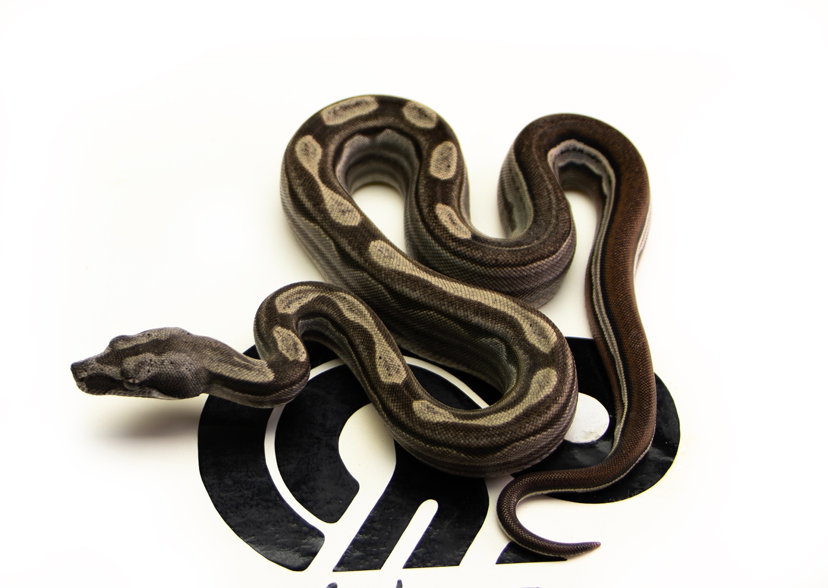 Motley 66% Het Albino 