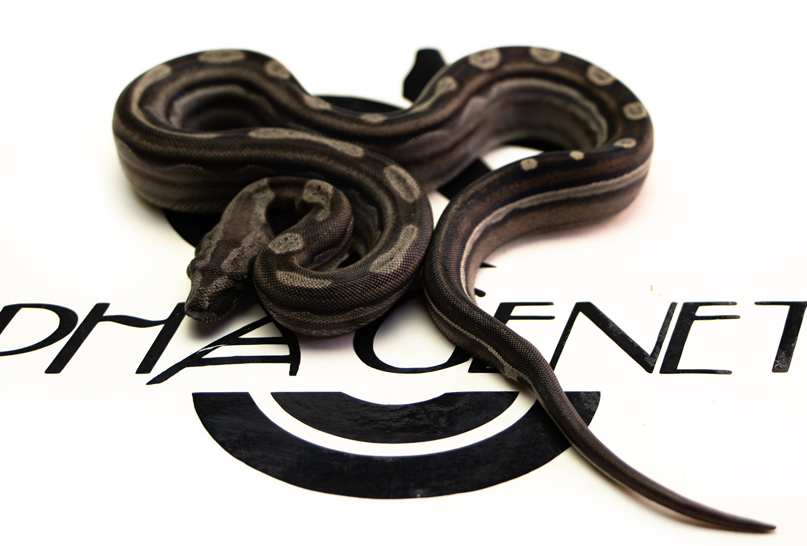 Motley 66% Het Albino 