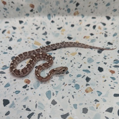 animal image
