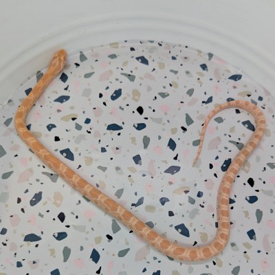 animal image