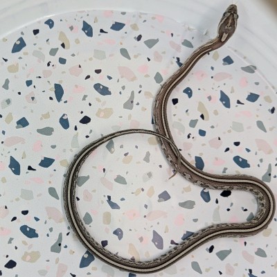 animal image