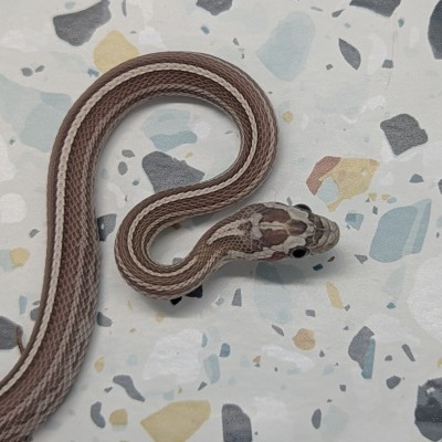 animal image