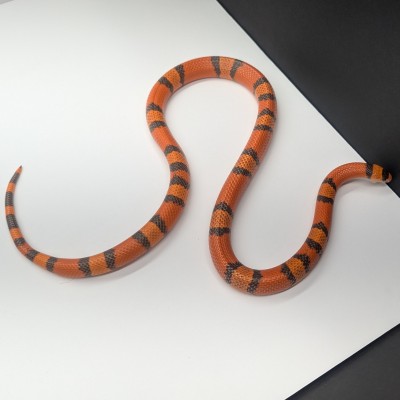 animal image