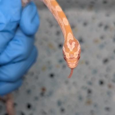 animal image