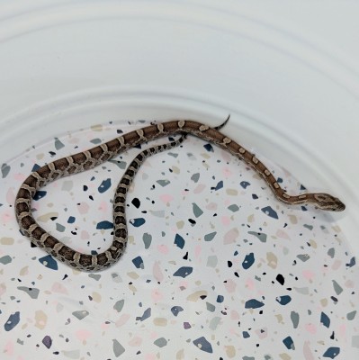 animal image