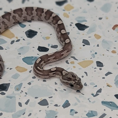 animal image