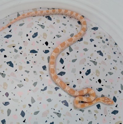 animal image