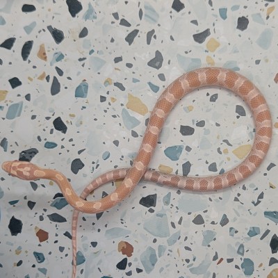 animal image