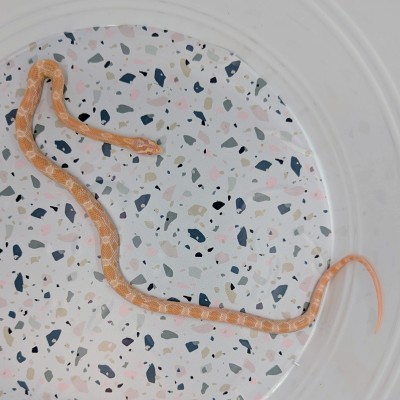 animal image