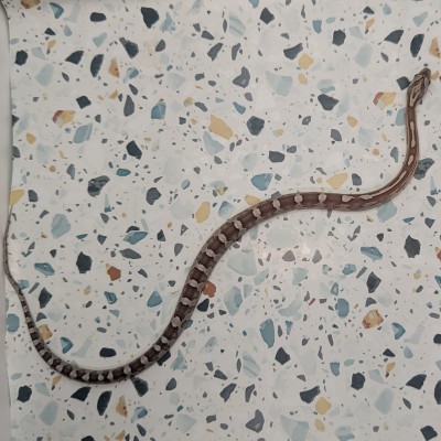 animal image