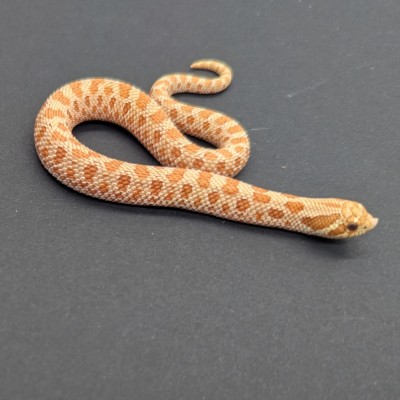 animal image