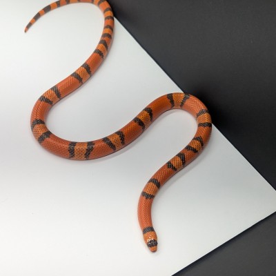 animal image