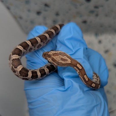 animal image
