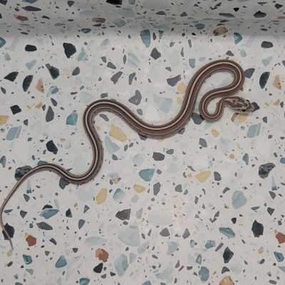 animal image