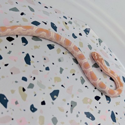 animal image