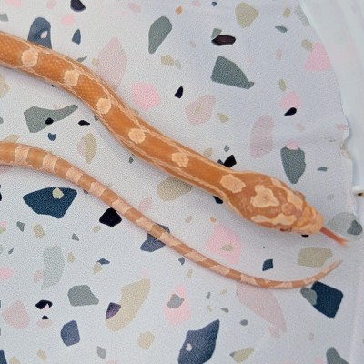 animal image