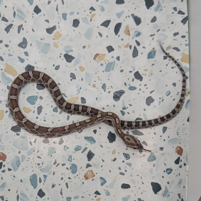 animal image