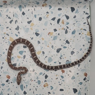 animal image