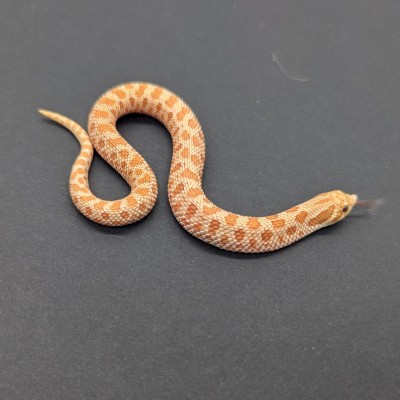 animal image