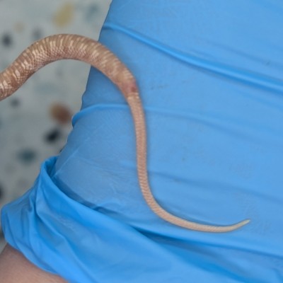 animal image