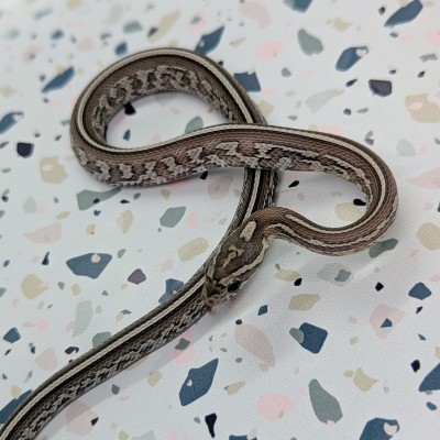 animal image