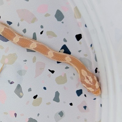 animal image