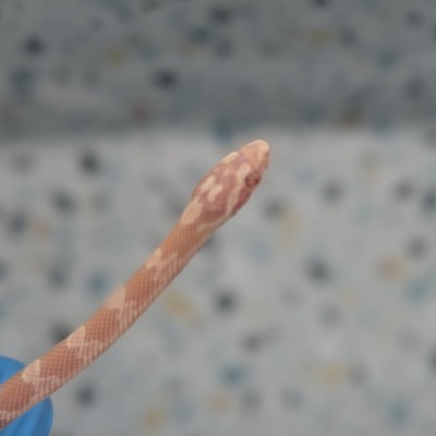 animal image