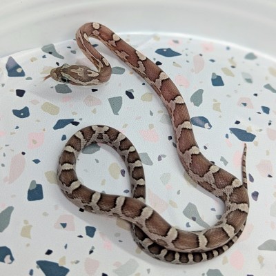 animal image