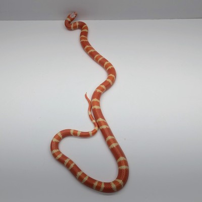 animal image