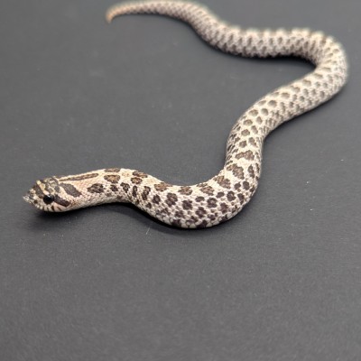 animal image