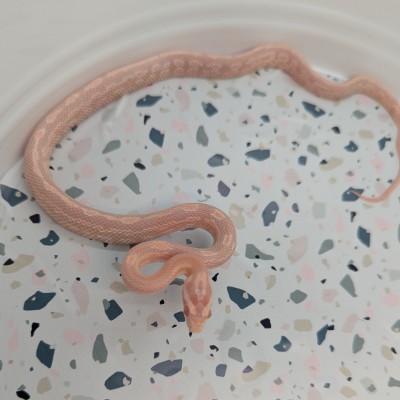 animal image