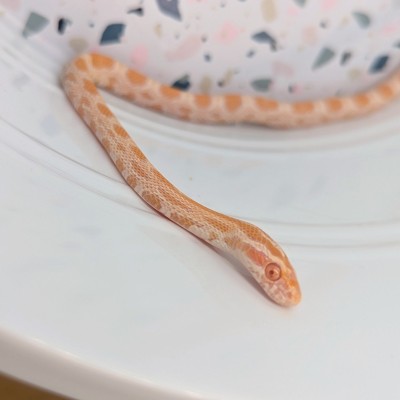 animal image