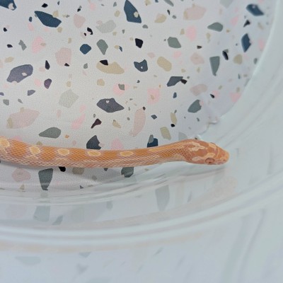 animal image