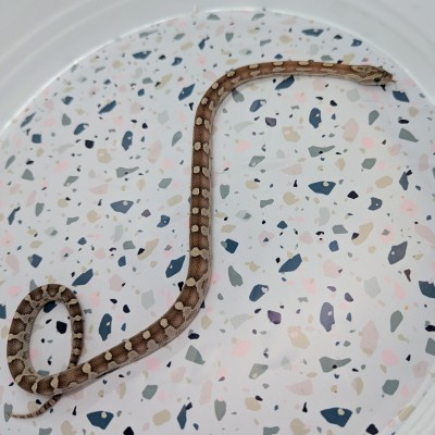 animal image