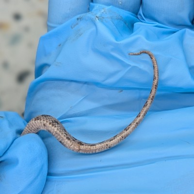animal image