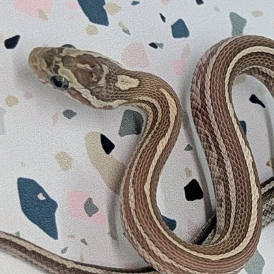 animal image
