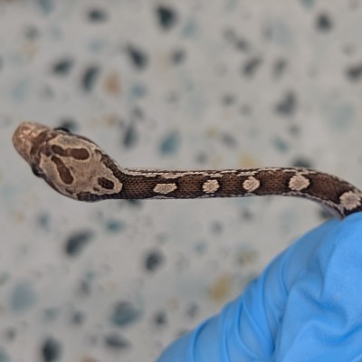 animal image
