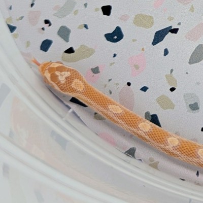 animal image