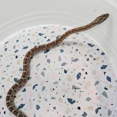 animal image