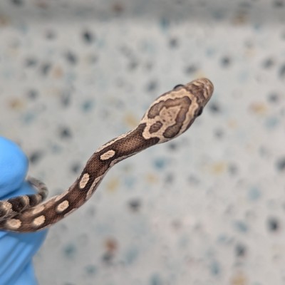 animal image