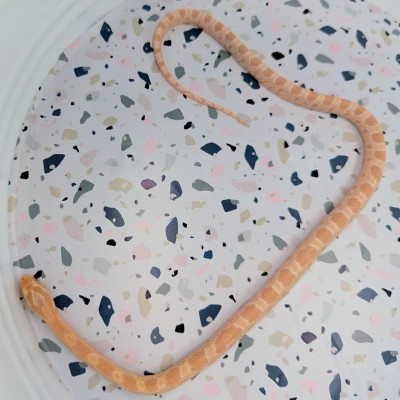animal image
