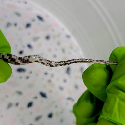 animal image