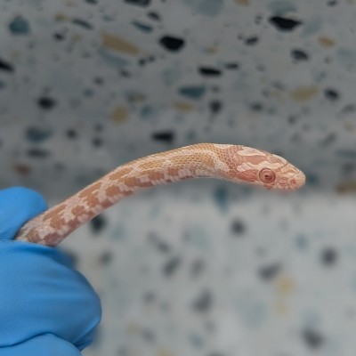 animal image