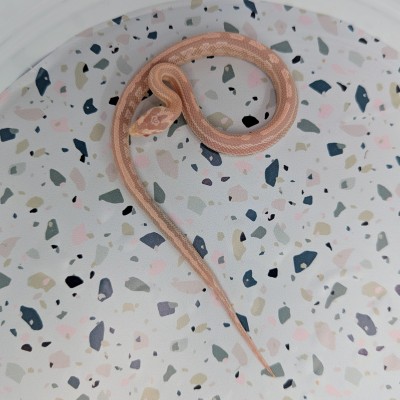 animal image