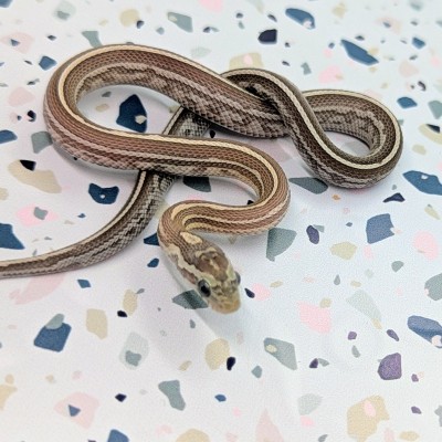 animal image