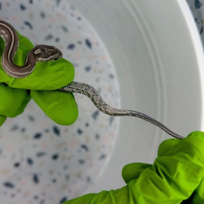 animal image