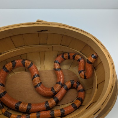 animal image